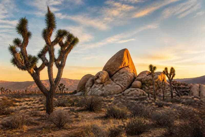 Joshua Tree National Park